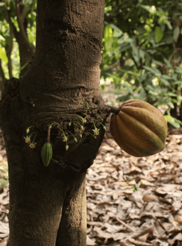 Gemini_Generated_Image_b2czg6b2czg6b2cz (1)